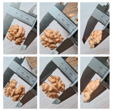 Silicone mold, Walnut, style 2, 7 elements, ~ 2.1-3.1*2.5-3.5 cm, H:0.8-1.2 cm