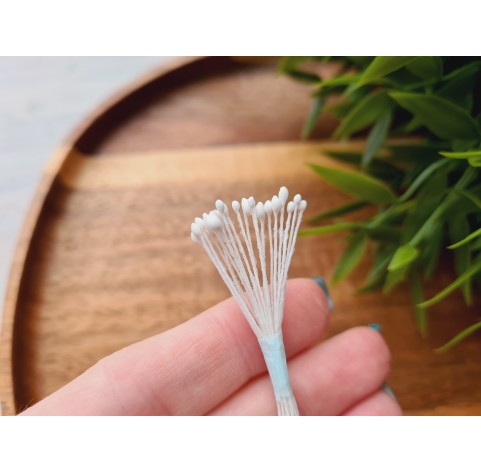 Flower stamens, white, Hibiscus, 1-2 mm, ~ 20 stamens