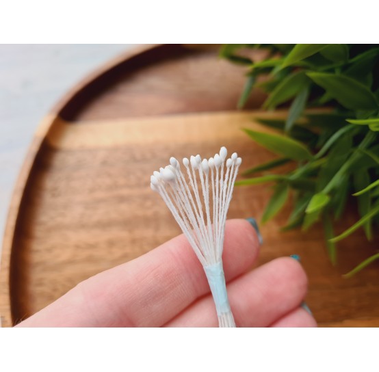 Flower stamens, white, Hibiscus, 1-2 mm, ~ 20 stamens