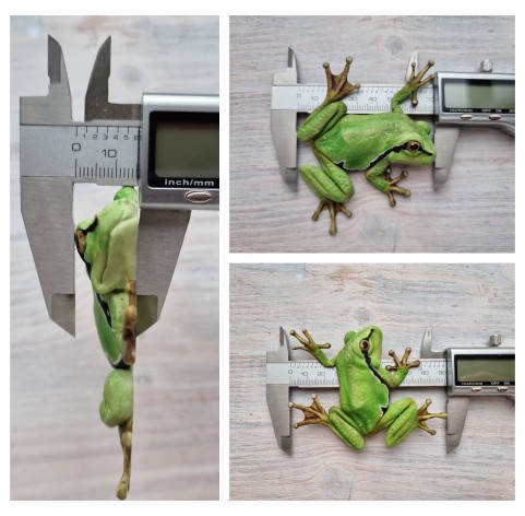 Silicone mold, Frog, style 1, ~ 7*9 cm, H:1.5 cm