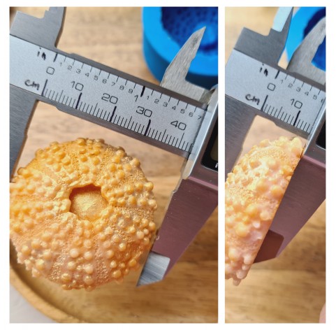 Silicone mold, Sea urchin, style 3, ~ Ø 4.3 cm, H:1.5 cm