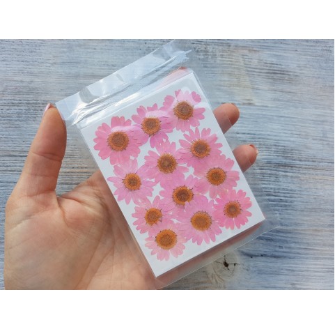 Dried flowers, chamomile, pink, 12 pcs.