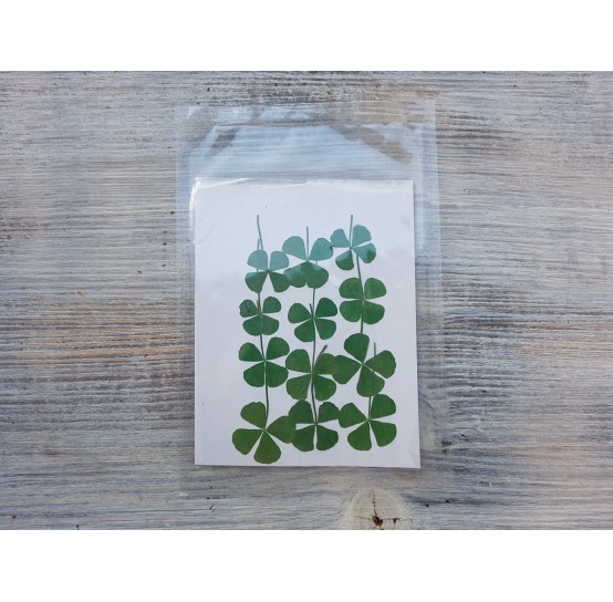 Dried flowers, four-leaf clover, green, 12 pcs.