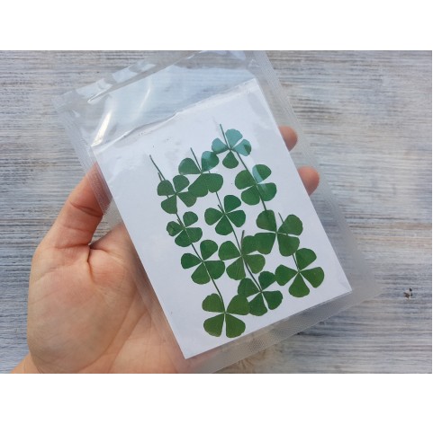 Dried flowers, four-leaf clover, green, 12 pcs.